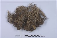 藏品(石蕊屬 )的圖片